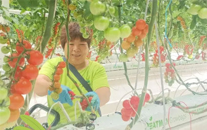 番茄采摘正當時，潤泰繪出好"豐"景